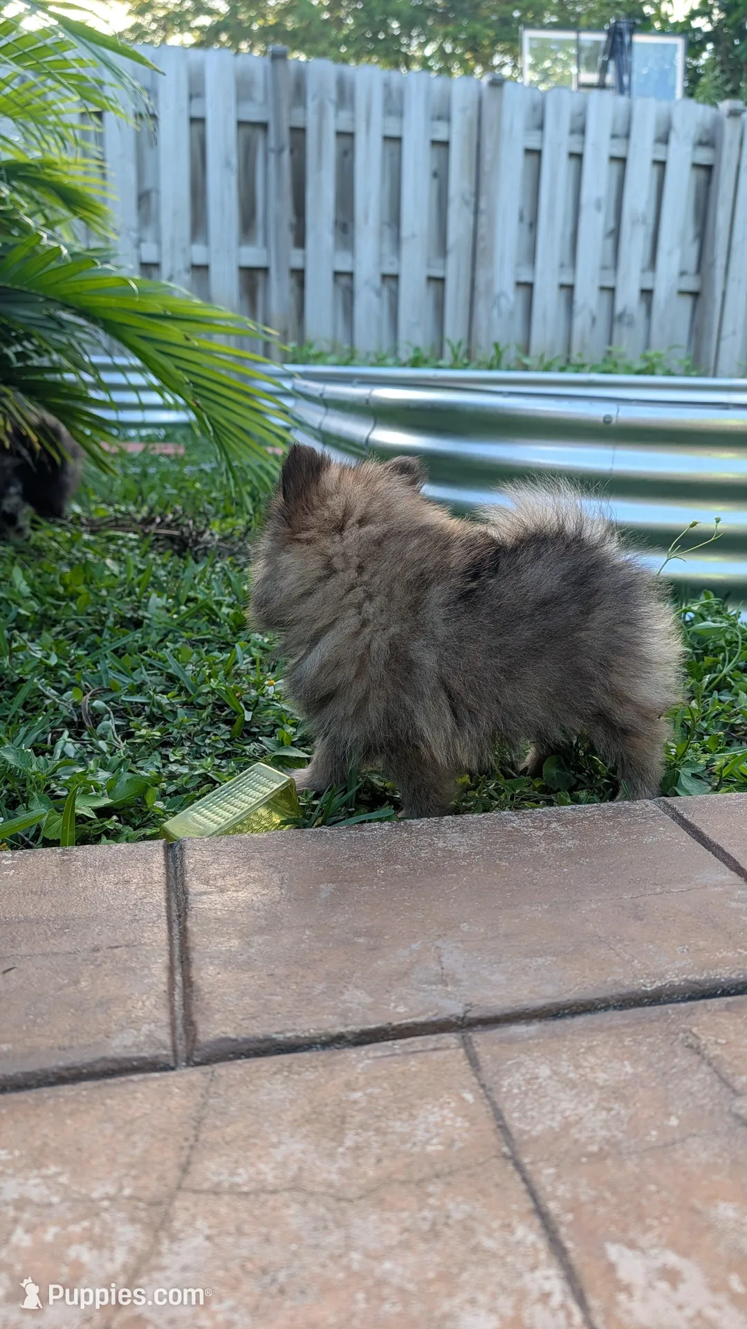 Orange Sable Boy, a male Pomeranian for sale in Coral Springs, FL – Photo 9 of 9