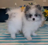 Blue Merle Parti, a male Pomeranian for sale in Coral Springs, FL – 6 of 10