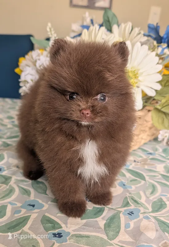 Chocolate Boy – Pomeranian puppy for sale in Coral Springs, FL