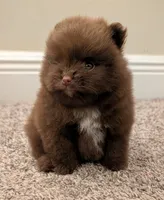 Chocolate Boy, a male Pomeranian for sale in Coral Springs, FL – 5 of 10