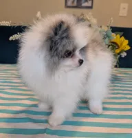 Blue Merle Parti, a male Pomeranian for sale in Coral Springs, FL – 4 of 10