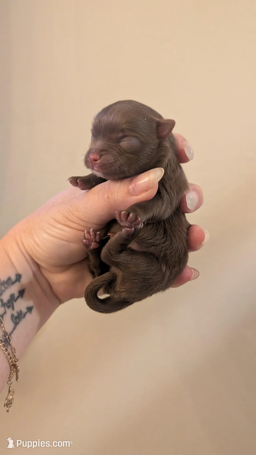 Chocolate Boy, a male Pomeranian for sale in Coral Springs, FL – Photo 2 of 9