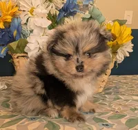 Blue Merle Boy, a male Pomeranian for sale in Coral Springs, FL – 3 of 9