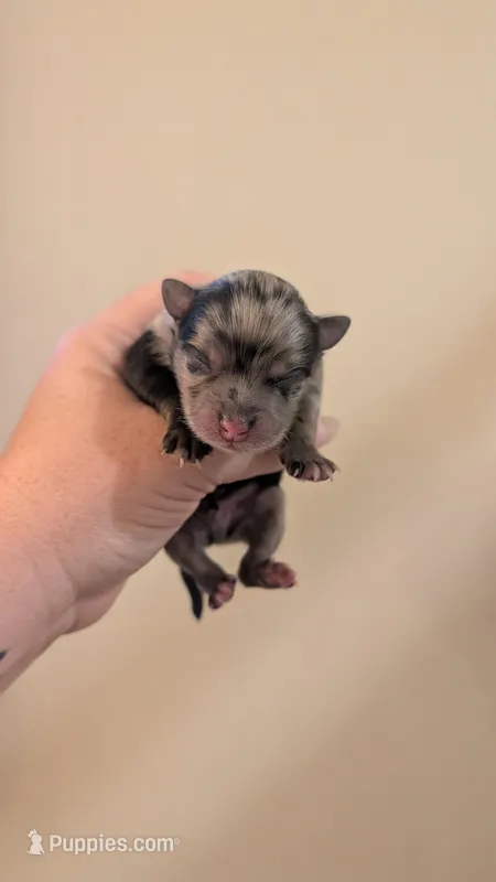 Blue Merle Boy – Pomeranian puppy for sale in Coral Springs, FL