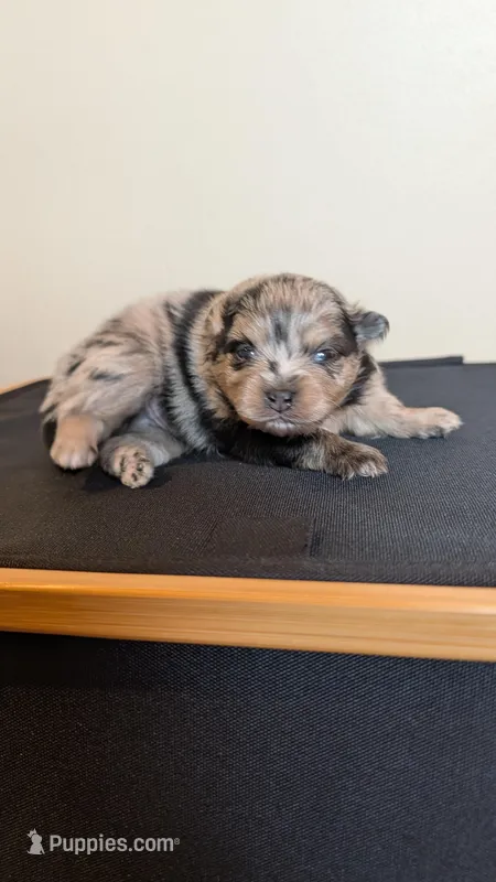 Blue Merle Boy – Pomeranian puppy for sale in Coral Springs, FL