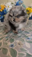 Blue Merle Boy, a male Pomeranian for sale in Coral Springs, FL – 5 of 9