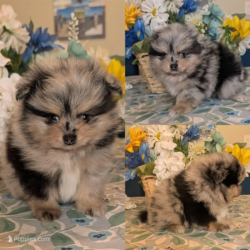 Blue Merle Boy – Pomeranian puppy on hold in Coral Springs, FL