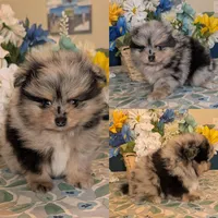 Blue Merle Boy, a male Pomeranian for sale in Coral Springs, FL – 1 of 9