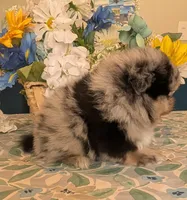 Blue Merle Boy, a male Pomeranian for sale in Coral Springs, FL – 4 of 9
