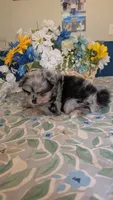 Blue Merle Boy, a male Pomeranian for sale in Coral Springs, FL – 6 of 9