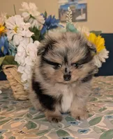 Blue Merle Boy, a male Pomeranian for sale in Coral Springs, FL – 2 of 9