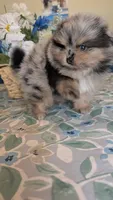 Blue Merle Boy, a male Pomeranian for sale in Coral Springs, FL – 7 of 9