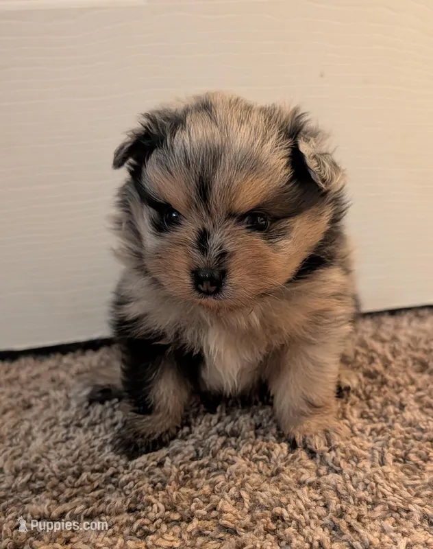 Blue Merle Boy – Pomeranian puppy for sale in Coral Springs, FL