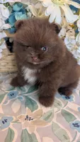 Chocolate Boy, a male Pomeranian for sale in Coral Springs, FL – 8 of 10