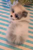 Blue Merle Parti, a male Pomeranian for sale in Coral Springs, FL – 7 of 10