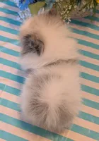 Blue Merle Parti, a male Pomeranian for sale in Coral Springs, FL – 8 of 10