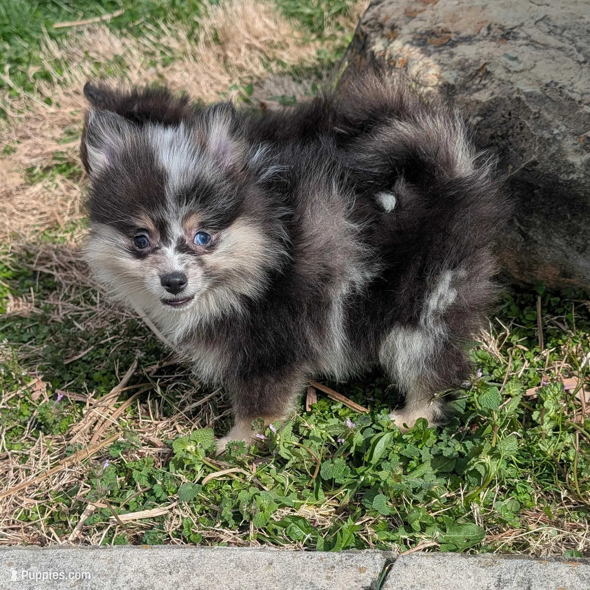 Blue Merle Boy 2 – Pomeranian puppy for sale in Coral Springs, FL