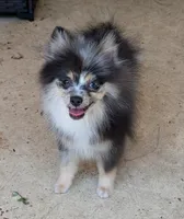 Blue Merle Boy 2, a male Pomeranian for sale in Coral Springs, FL – 7 of 10