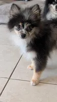 Blue Merle Boy 2, a male Pomeranian for sale in Coral Springs, FL – 3 of 10