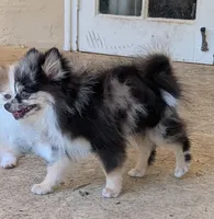 Blue Merle Boy 2, a male Pomeranian for sale in Coral Springs, FL – 6 of 10
