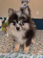 Blue Merle Boy 2, a male Pomeranian for sale in Coral Springs, FL – Photo 3 of 10