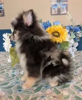 Blue Merle Boy 2, a male Pomeranian for sale in Coral Springs, FL – Photo 6 of 10