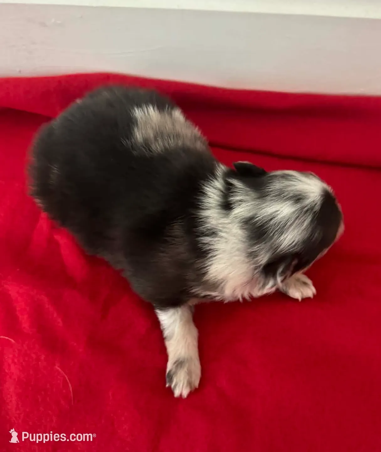 Blue Merle Boy 2, a male Pomeranian for sale in Coral Springs, FL – Photo 7 of 10