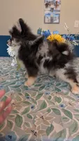 Blue Merle Boy 2, a male Pomeranian for sale in Coral Springs, FL – Photo 8 of 10
