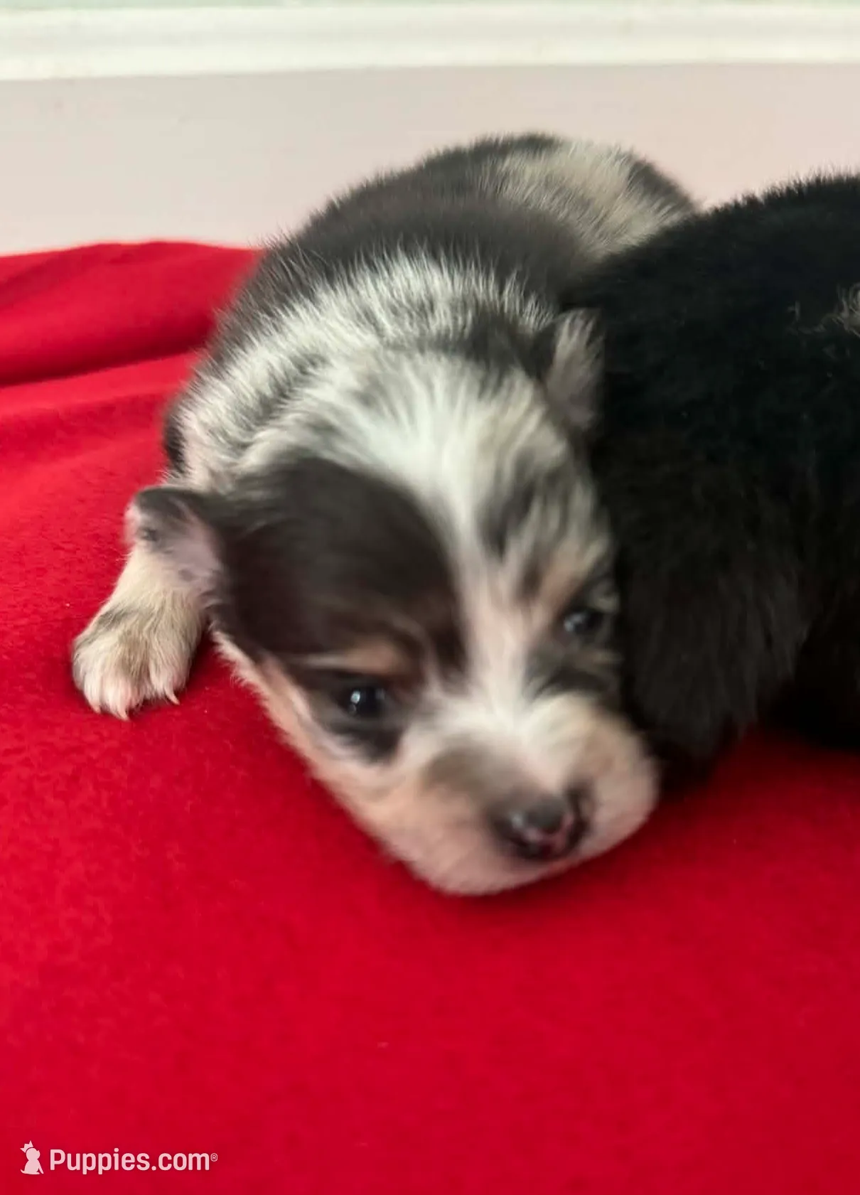 Blue Merle Boy 2, a male Pomeranian for sale in Coral Springs, FL – Photo 3 of 10