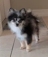 Blue Merle Boy 2, a male Pomeranian for sale in Coral Springs, FL – 5 of 10