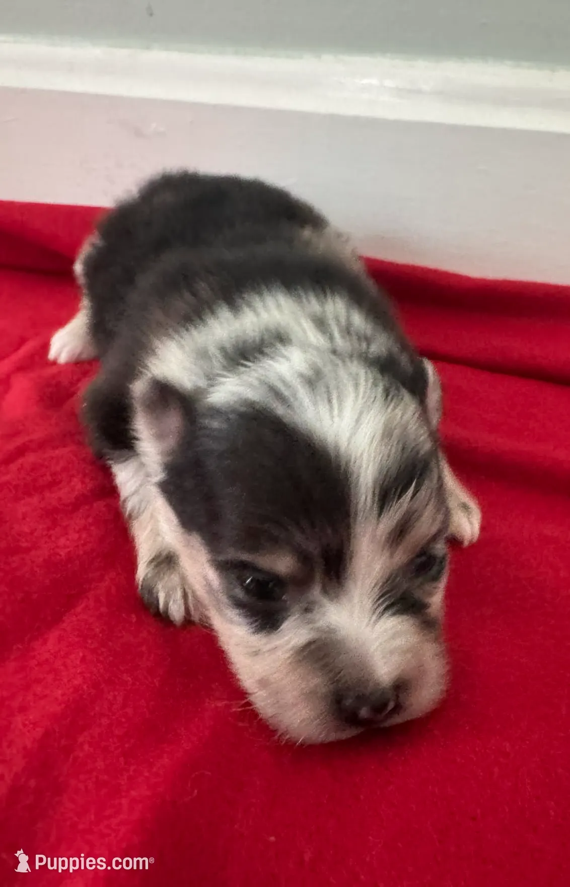 Blue Merle Boy 2, a male Pomeranian for sale in Coral Springs, FL – Photo 6 of 10