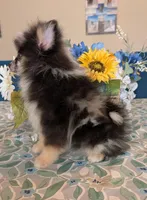 Blue Merle Boy 2, a male Pomeranian for sale in Coral Springs, FL – Photo 5 of 10