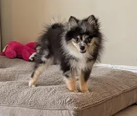 Blue Merle Boy 2, a male Pomeranian for sale in Coral Springs, FL – 2 of 10
