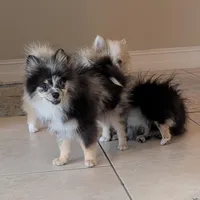 Blue Merle Boy 2, a male Pomeranian for sale in Coral Springs, FL – 4 of 10
