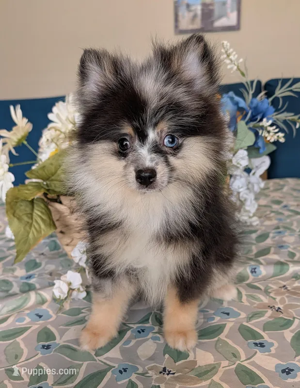 Blue Merle Boy 2 – Pomeranian puppy for sale in Coral Springs, FL
