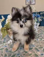 Blue Merle Boy 2, a male Pomeranian for sale in Coral Springs, FL – Photo 1 of 10