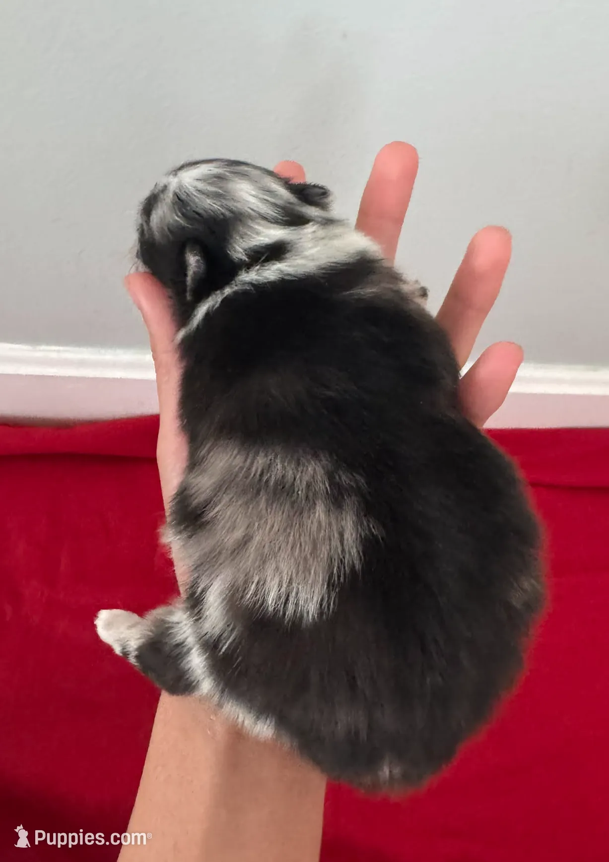 Blue Merle Boy 2, a male Pomeranian for sale in Coral Springs, FL – Photo 4 of 10