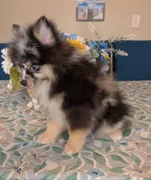 Blue Merle Boy 2, a male Pomeranian for sale in Coral Springs, FL – Photo 7 of 10