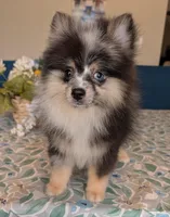 Blue Merle Boy 2, a male Pomeranian for sale in Coral Springs, FL – Photo 4 of 10