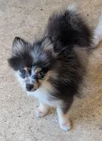 Blue Merle Boy 2, a male Pomeranian for sale in Coral Springs, FL – 8 of 10