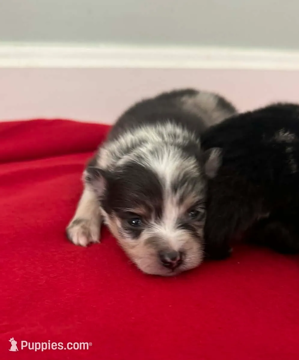 Blue Merle Boy 2, a male Pomeranian for sale in Coral Springs, FL – Photo 2 of 10