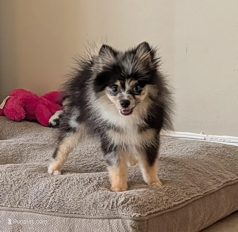 Blue Merle Boy 2 – Pomeranian puppy for sale in Coral Springs, FL