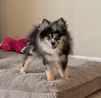 Blue Merle Boy 2, a male Pomeranian for sale in Coral Springs, FL – 1 of 10