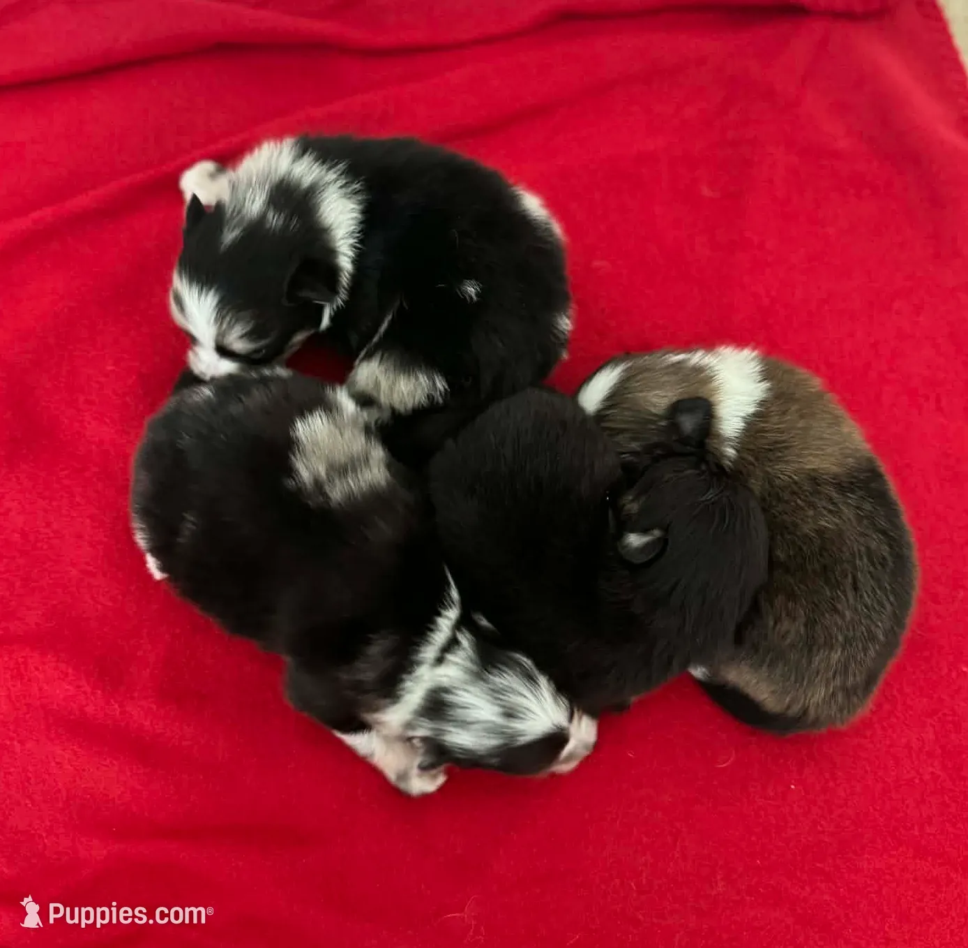 Blue Merle Boy 2, a male Pomeranian for sale in Coral Springs, FL – Photo 8 of 10