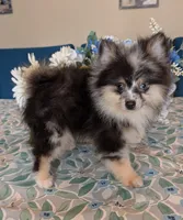 Blue Merle Boy 2, a male Pomeranian for sale in Coral Springs, FL – Photo 2 of 10