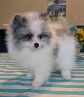 Blue Merle Parti, a male Pomeranian for sale in Coral Springs, FL – 5 of 10