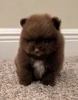 Chocolate Boy, a male Pomeranian for sale in Coral Springs, FL – 2 of 10