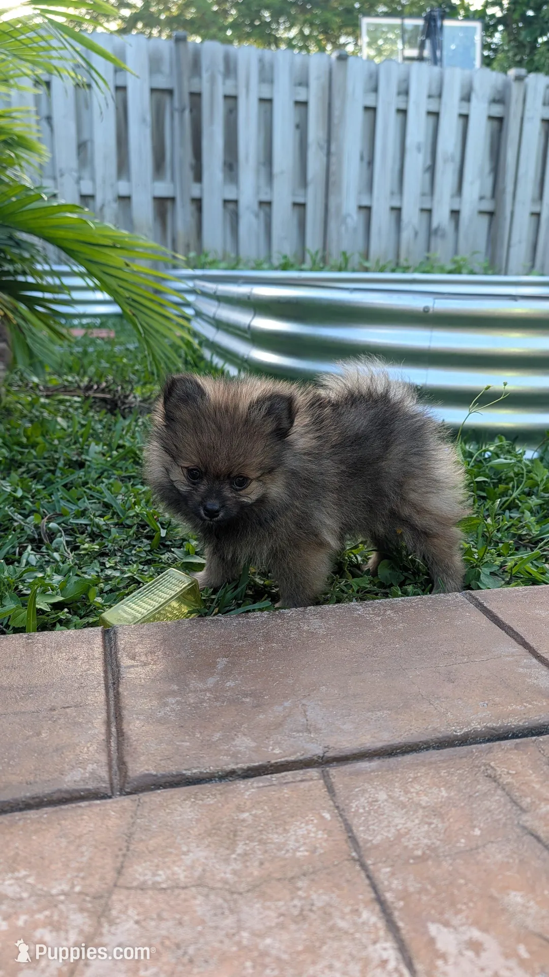 Orange Sable Boy, a male Pomeranian for sale in Coral Springs, FL – Photo 7 of 9