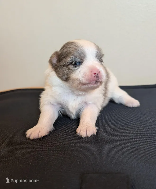 Blue Merle Parti – Pomeranian puppy for sale in Coral Springs, FL
