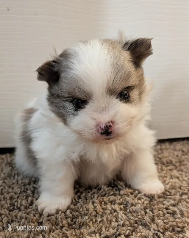 Blue Merle Parti – Pomeranian puppy for sale in Coral Springs, FL